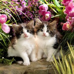 Sweet Little Kittens Sweet Little Kittens