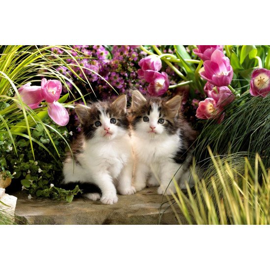 Sweet Little Kittens
