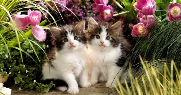 Sweet Little Kittens