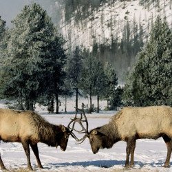 Two Wild Animals Two Wild Animals