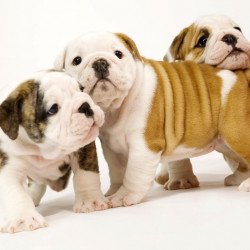 Cute Little Bullbogs