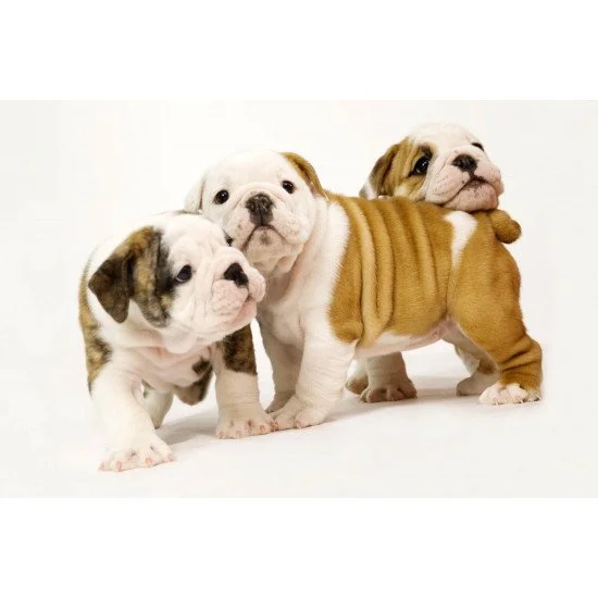 Cute Little Bullbogs