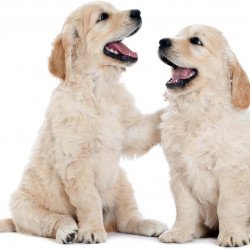 Two Happy Dogs Two Happy Dogs