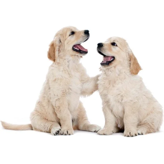 Two Happy Dogs Two Happy Dogs