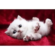 Cute White Kitten