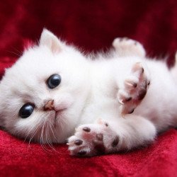 Cute White Kitten Cute White Kitten