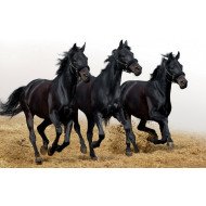 Horses Horses