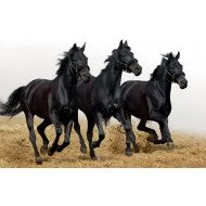 Horses