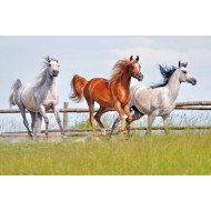 Three Horses Three Horses