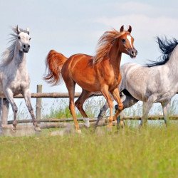 Three Horses Three Horses