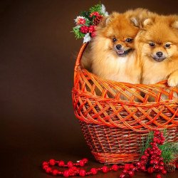 Two Cute Puppies In A Bucket Two Cute Puppies In A Bucket