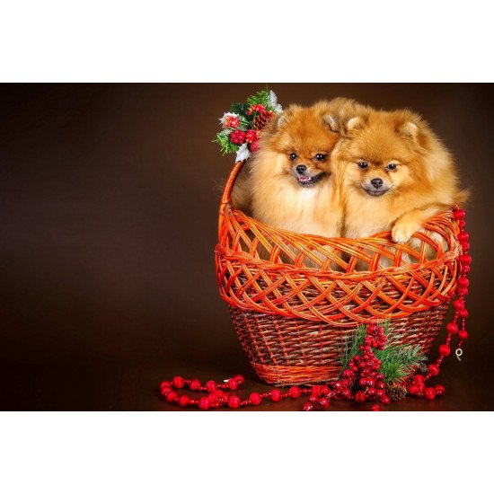 Two Cute Puppies In A Bucket