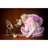 Fashion Dog Fashion Dog