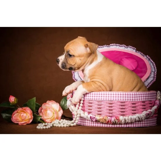 Fashion Dog 2 Fashion Dog 2