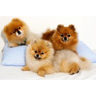 Cute Puppies 2 Cute Puppies 2