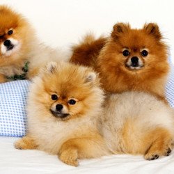 Cute Puppies 2 Cute Puppies 2