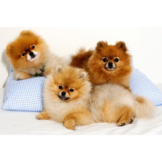 Cute Puppies 2