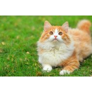 Cute Kitten Cute Kitten