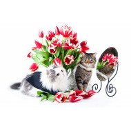 Cute Kittens Cute Kittens