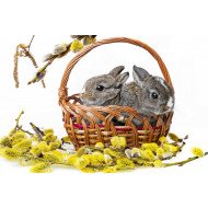Cute Rabbits Cute Rabbits