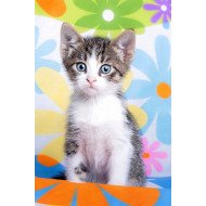 Cute Kitten 2 Cute Kitten 2