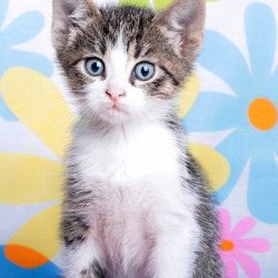 Cute Kitten 2