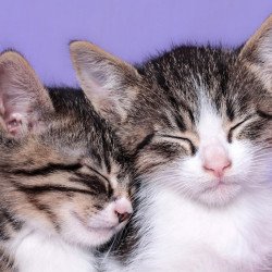 Cute Kittens 2
