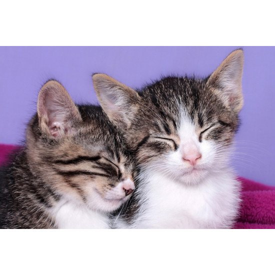 Cute Kittens 2