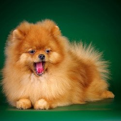 Cute Yawning Puppy Cute Yawning Puppy