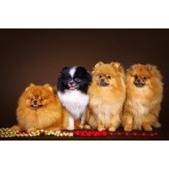 Cute Puppies 3 Cute Puppies 3