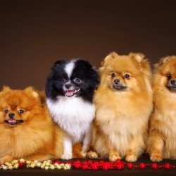 Cute Puppies 3 Cute Puppies 3