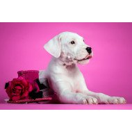 Cute Dog With Red Flower Hat Cute Dog With Red Flower Hat