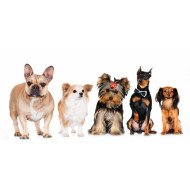 Cute Dogs Cute Dogs