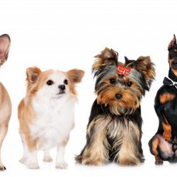Cute Dogs Cute Dogs