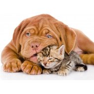 Cute Dog And Cat Cute Dog And Cat