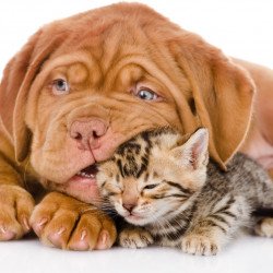 Cute Dog And Cat Cute Dog And Cat