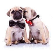 Cute Pugs Cute Pugs