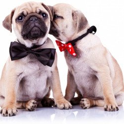 Cute Pugs Cute Pugs