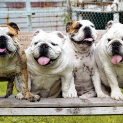 Bulldogs Get-Together Bulldogs Get-Together