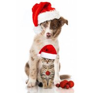 Christmas Dog And Cat Christmas Dog And Cat