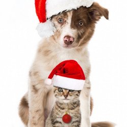 Christmas Dog And Cat Christmas Dog And Cat