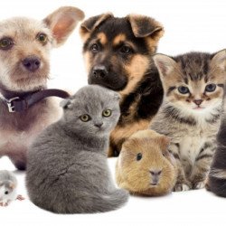 Cute Dogs Cute Dogs