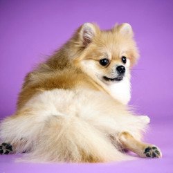Cute Dog Cute Dog