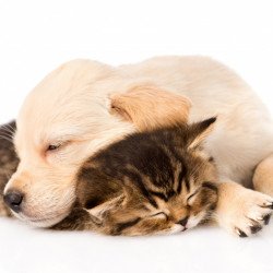 Cute Friendship Sleeping Dog And Cat Cute Friendship Sleeping Dog And Cat