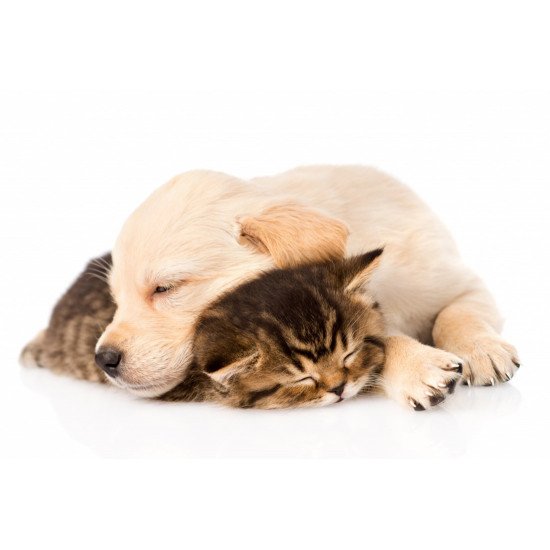 Cute Friendship Sleeping Dog And Cat