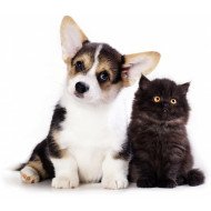 Cute Dog And Cat Friendship Cute Dog And Cat Friendship