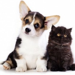 Cute Dog And Cat Friendship Cute Dog And Cat Friendship