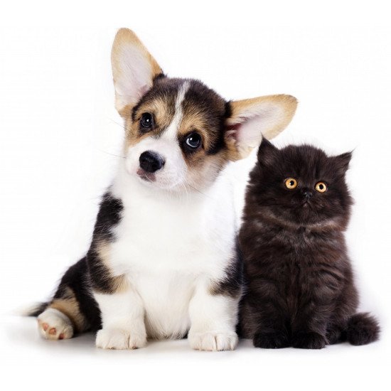 Cute Dog And Cat Friendship