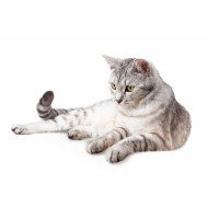 Wild Cat Wild Cat