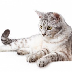Wild Cat Wild Cat